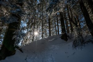 Frozen,Winter,Forest,In,Naturpark,Gantrisch